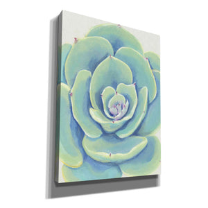 'Pastel Succulent IV' by Tim O'Toole, Canvas Wall Art