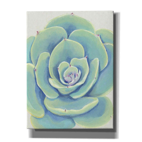 Image of 'Pastel Succulent IV' by Tim O'Toole, Canvas Wall Art