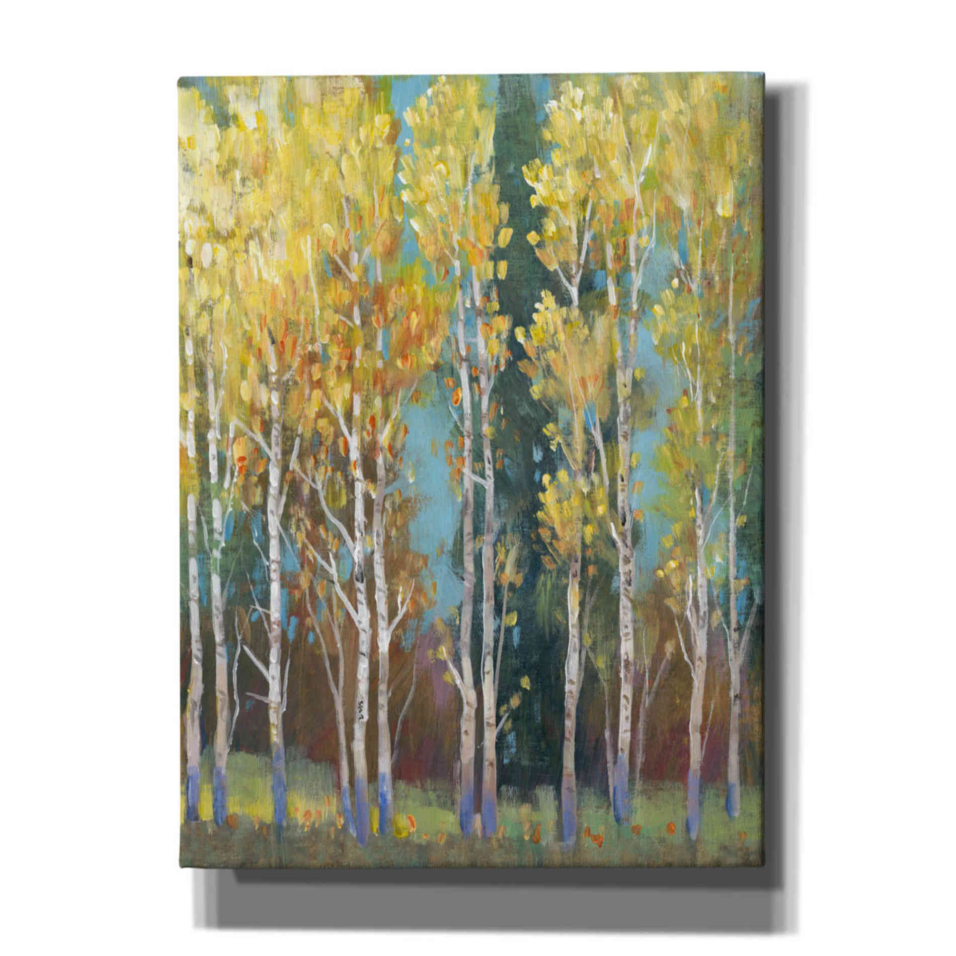 'Aspen Grove I' by Tim O'Toole, Canvas Wall Art