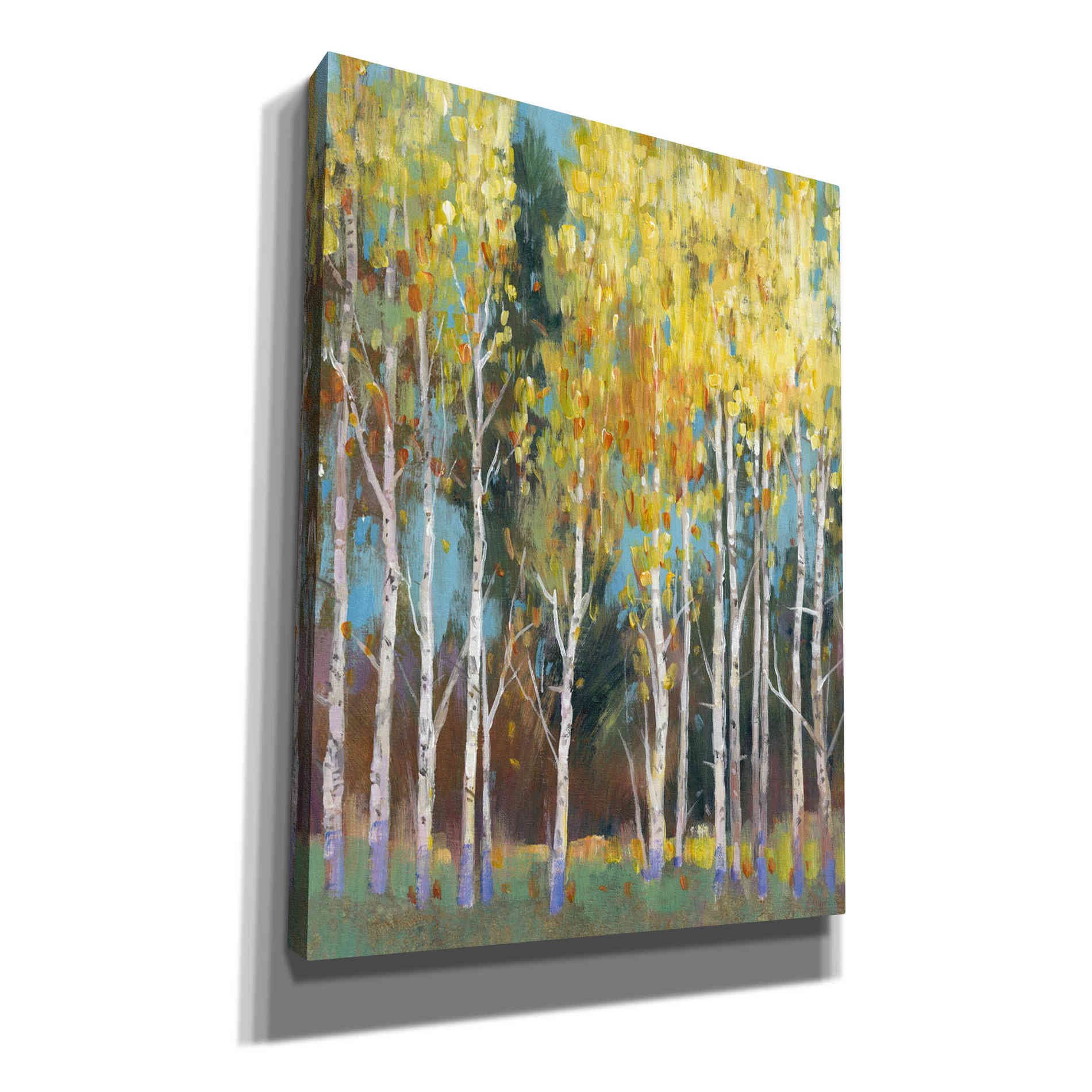 'Aspen Grove II' by Tim O'Toole, Canvas Wall Art