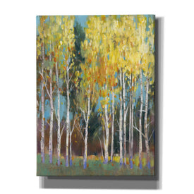 'Aspen Grove II' by Tim O'Toole, Canvas Wall Art