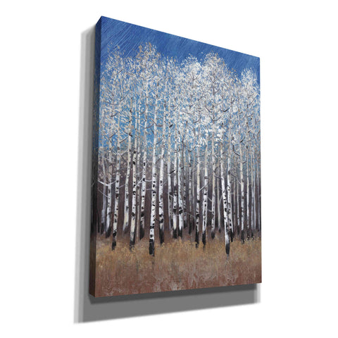 Image of 'Cobalt Birches II' by Tim O'Toole, Canvas Wall Art
