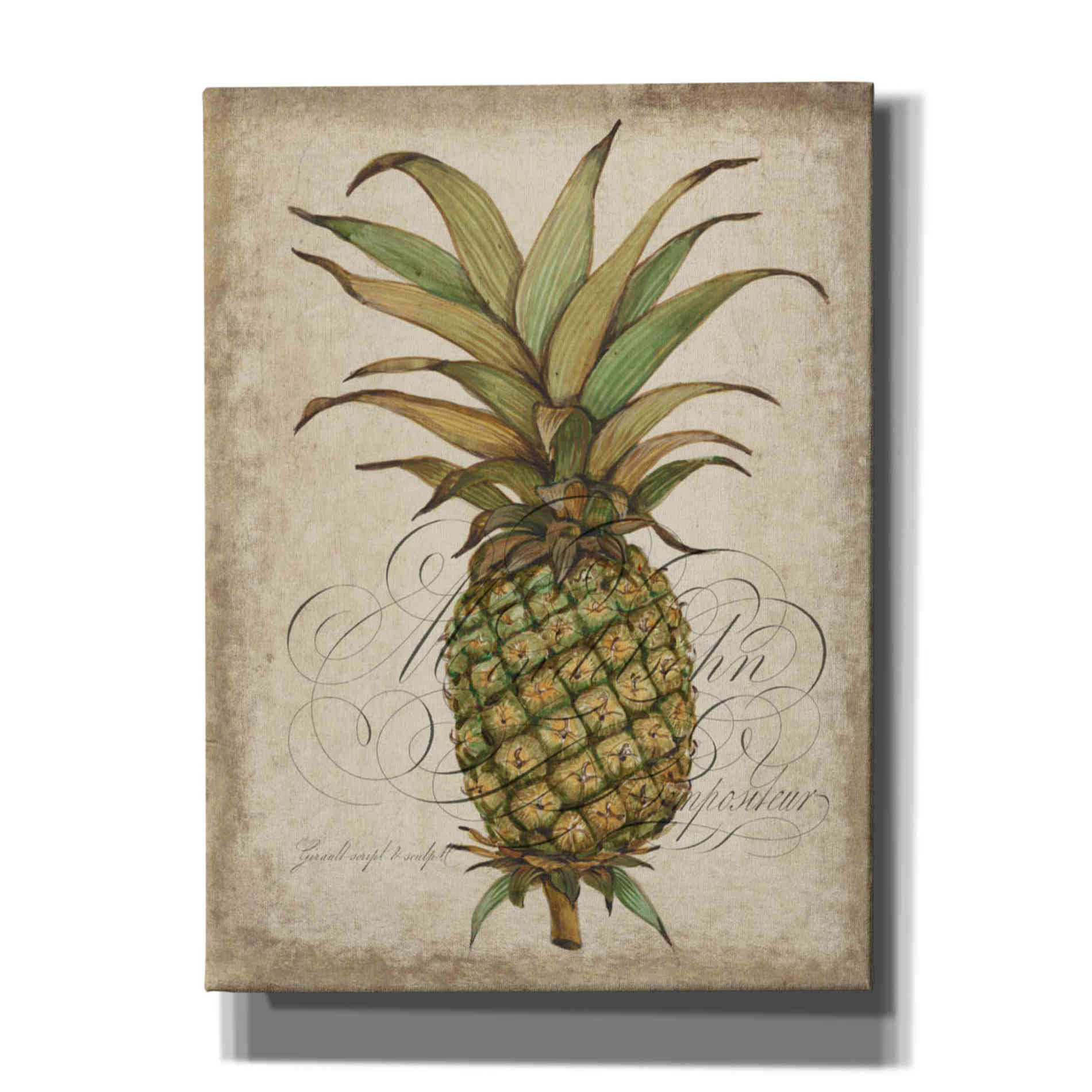 'Pineapple Study I' by Tim O'Toole, Canvas Wall Art