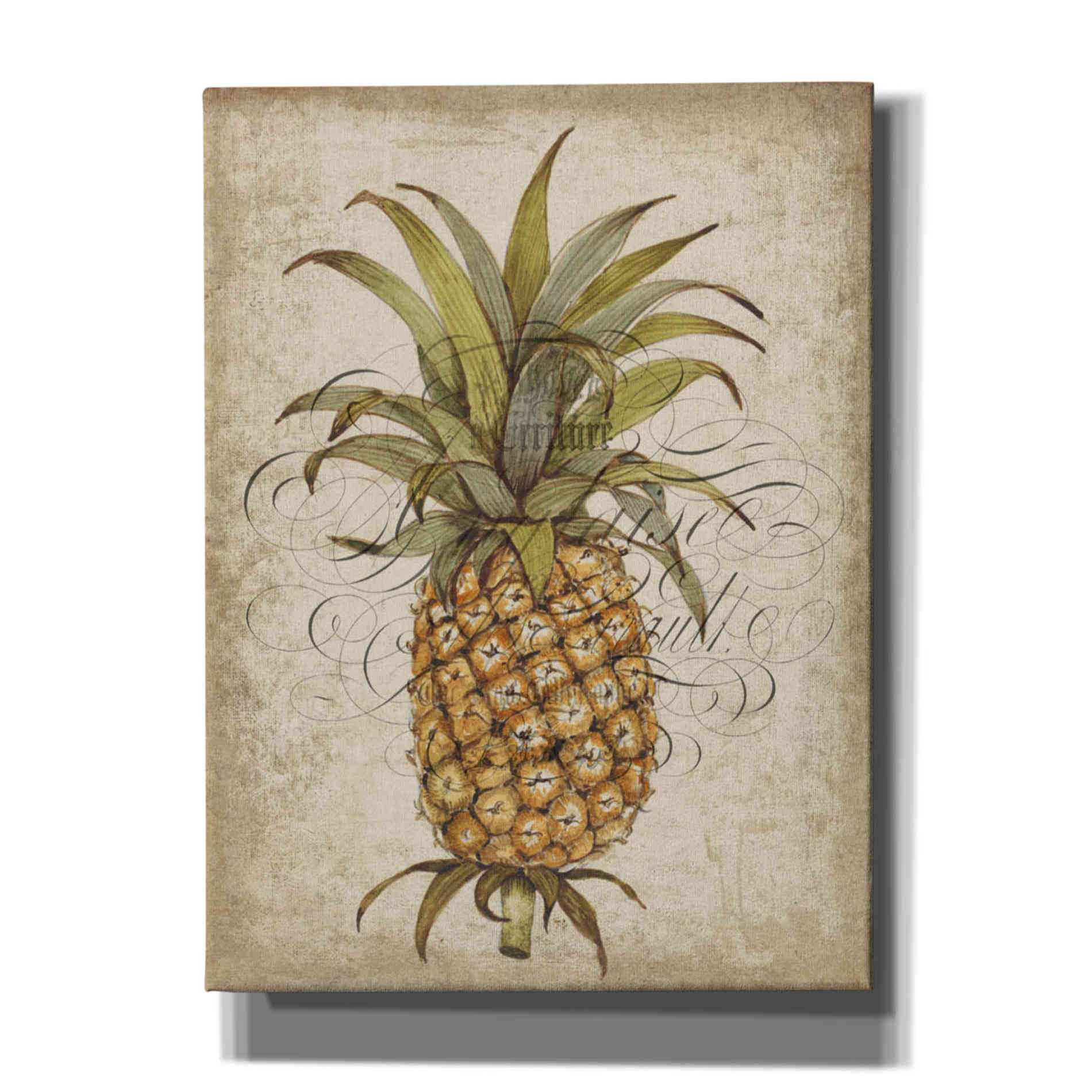 'Pineapple Study II' by Tim O'Toole, Canvas Wall Art