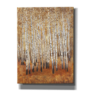 'Sienna Birches II' by Tim O'Toole, Canvas Wall Art
