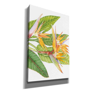 'Exotic Flowers II' by Tim O'Toole, Canvas Wall Art