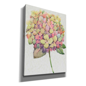 'Multicolor Floral II' by Tim O'Toole, Canvas Wall Art