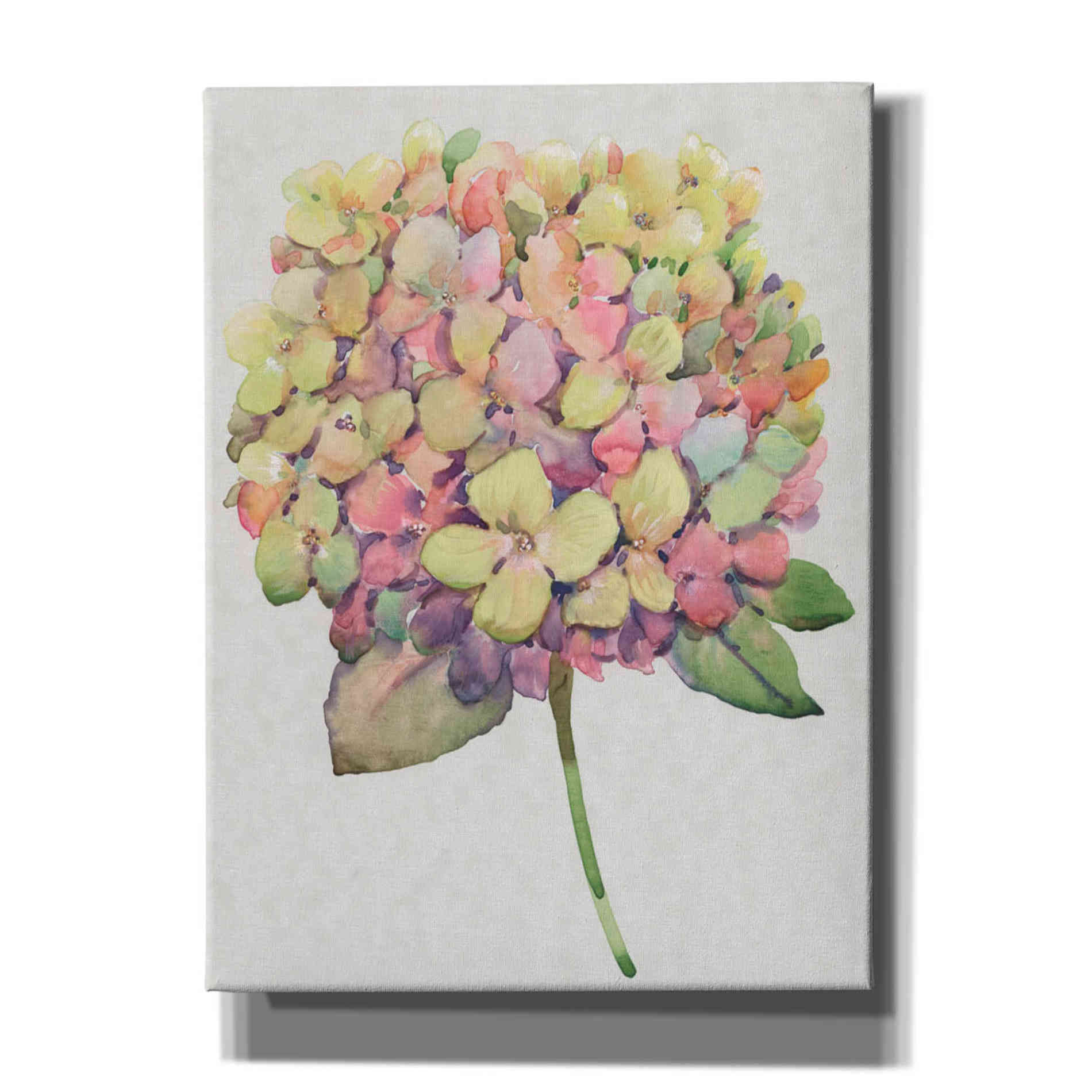 'Multicolor Floral II' by Tim O'Toole, Canvas Wall Art