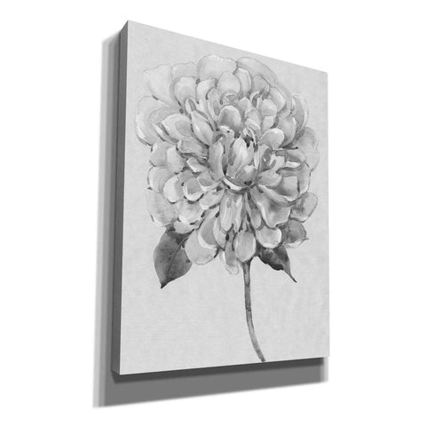 Image of 'Silvertone Floral I' by Tim O'Toole, Canvas Wall Art