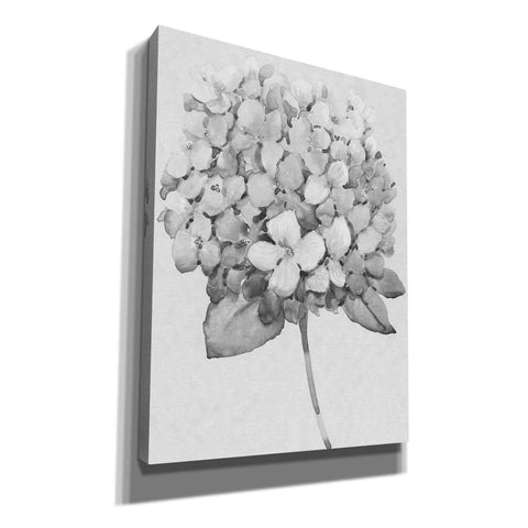 Image of 'Silvertone Floral II' by Tim O'Toole, Canvas Wall Art