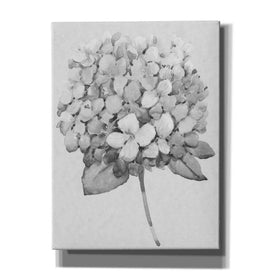 'Silvertone Floral II' by Tim O'Toole, Canvas Wall Art