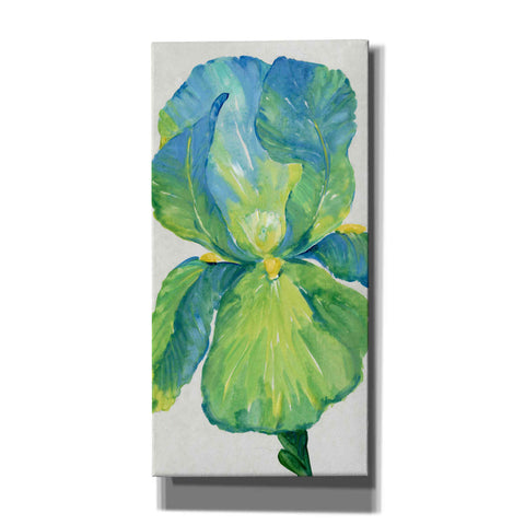Image of 'Iris Bloom in Green I' by Tim O'Toole, Canvas Wall Art