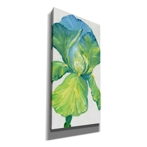 Image of 'Iris Bloom in Green II' by Tim O'Toole, Canvas Wall Art