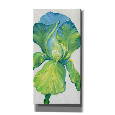 Image of 'Iris Bloom in Green II' by Tim O'Toole, Canvas Wall Art