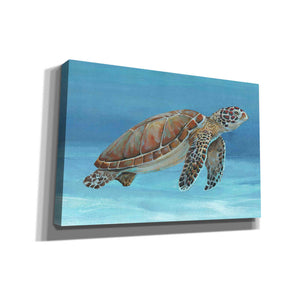 'Ocean Sea Turtle I' by Tim O'Toole, Canvas Wall Art