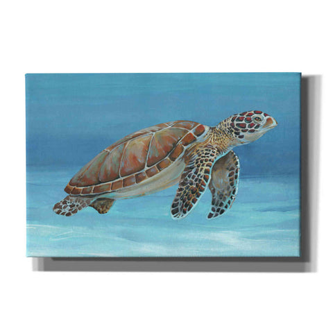 Image of 'Ocean Sea Turtle I' by Tim O'Toole, Canvas Wall Art