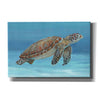'Ocean Sea Turtle I' by Tim O'Toole, Canvas Wall Art