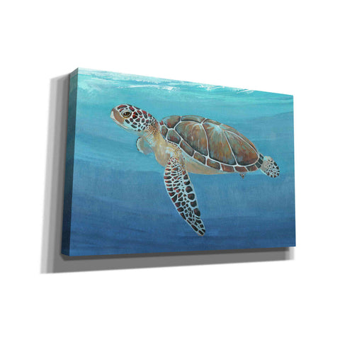 Image of 'Ocean Sea Turtle II' by Tim O'Toole, Canvas Wall Art