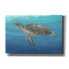 'Ocean Sea Turtle II' by Tim O'Toole, Canvas Wall Art