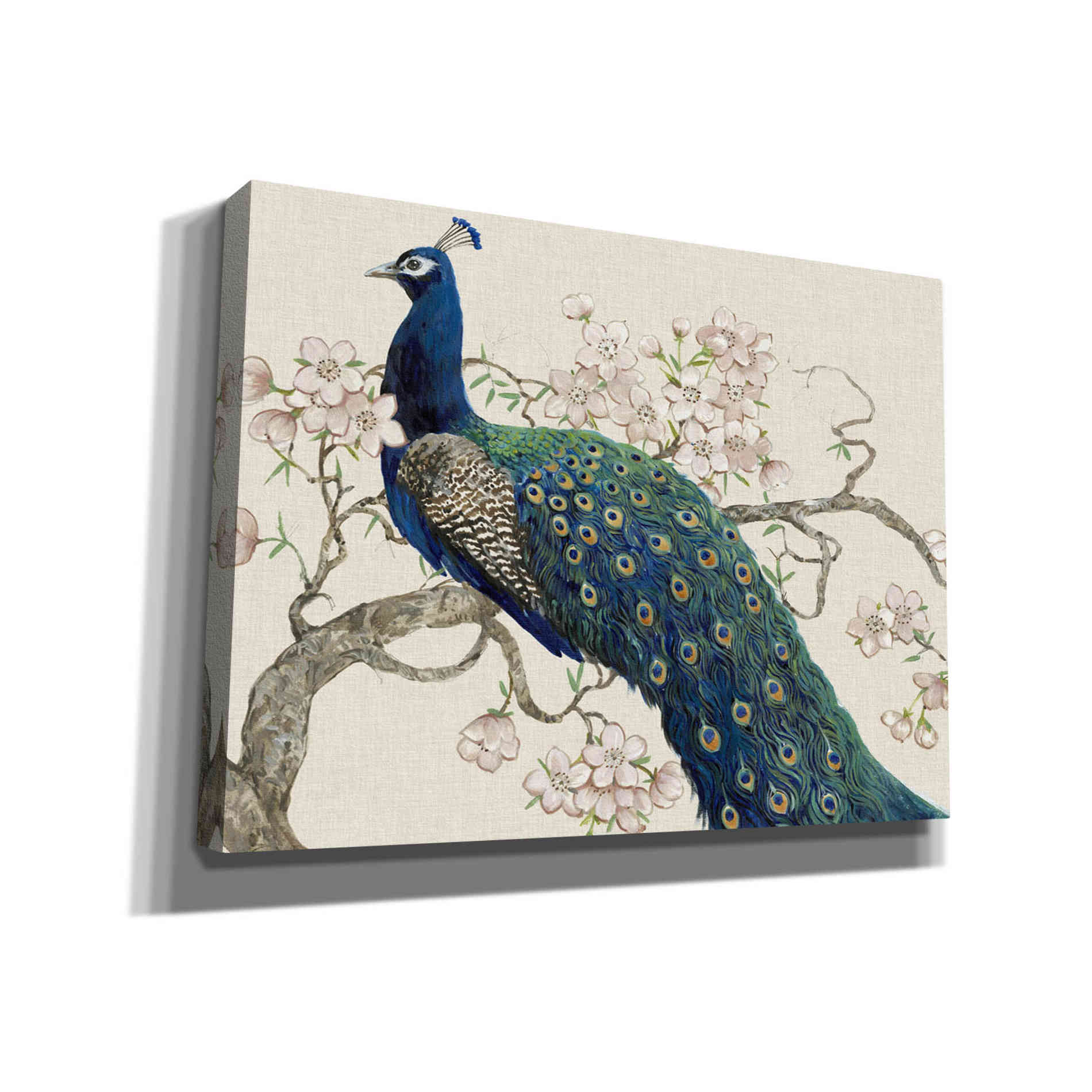 'Peacock & Blossoms II' by Tim O'Toole, Canvas Wall Art