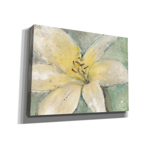 'Floral Spirit III' by Tim O'Toole, Canvas Wall Art