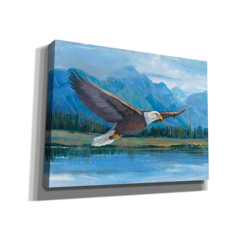 'Eagle Soaring' by Tim O'Toole, Canvas Wall Art