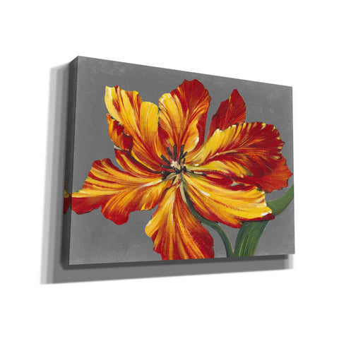 Image of 'Tulip Portrait I' by Tim O'Toole, Canvas Wall Art