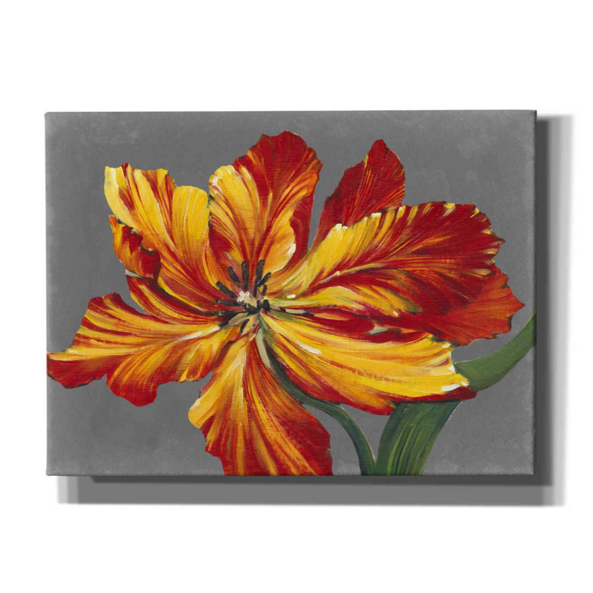 'Tulip Portrait I' by Tim O'Toole, Canvas Wall Art