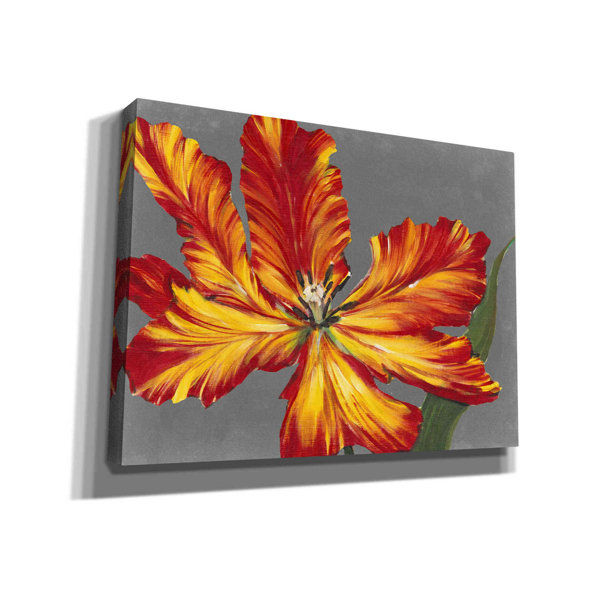 'Tulip Portrait II' by Tim O'Toole, Canvas Wall Art