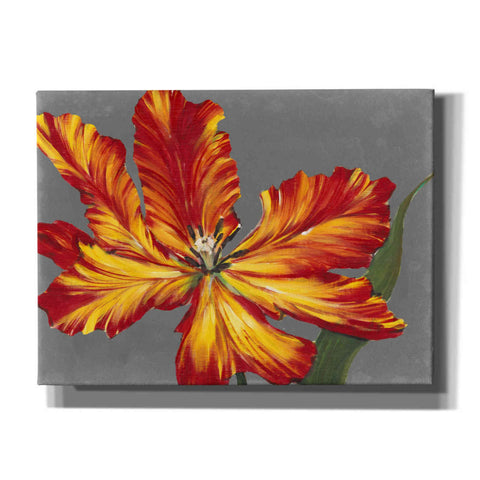 Image of 'Tulip Portrait II' by Tim O'Toole, Canvas Wall Art
