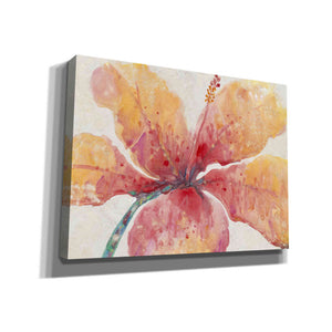 'Blooming Hibiscus' by Tim O'Toole, Canvas Wall Art