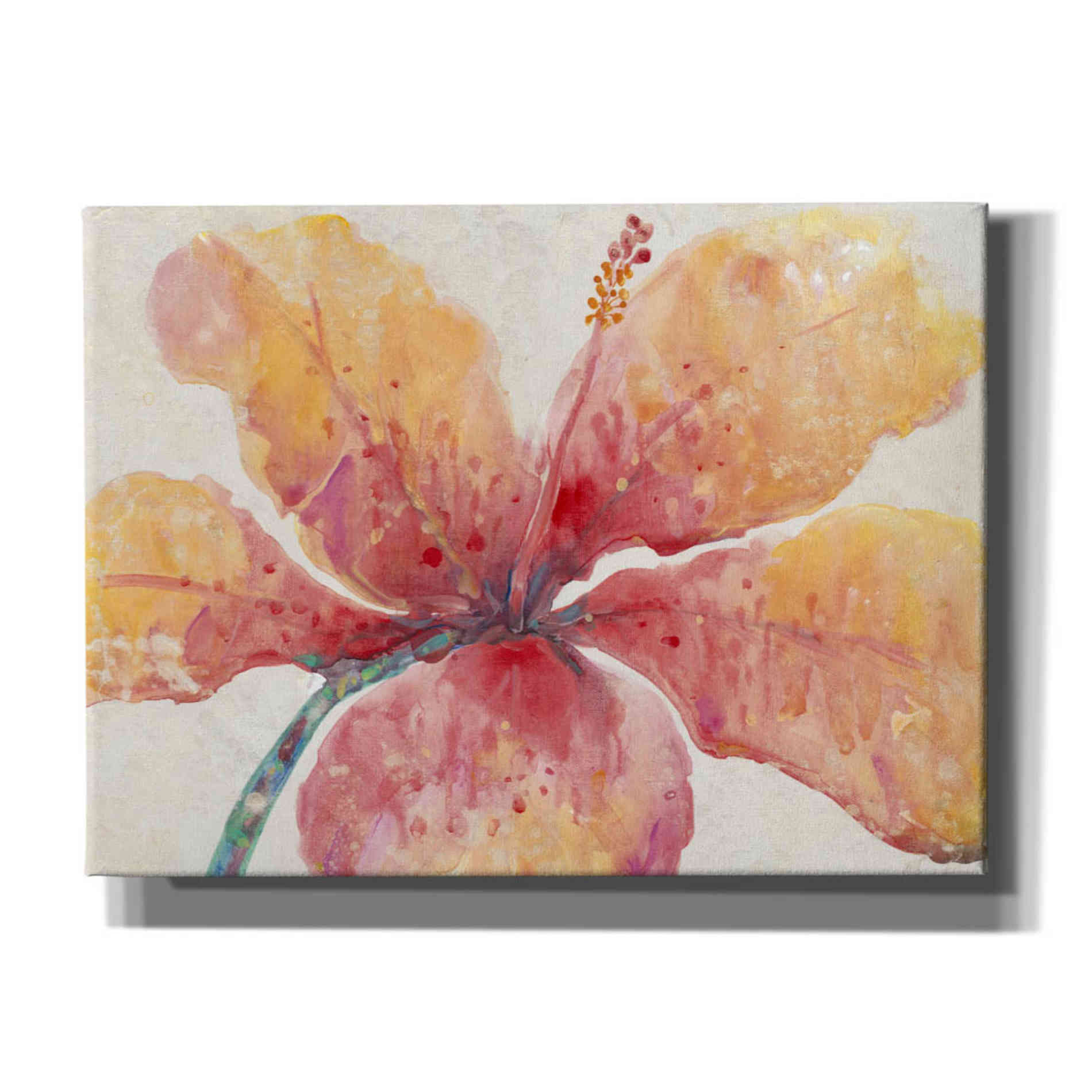 'Blooming Hibiscus' by Tim O'Toole, Canvas Wall Art