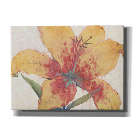 Image of 'Blooming Lily' by Tim O'Toole, Canvas Wall Art