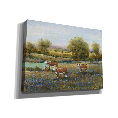 Image of 'Field of Cattle II' by Tim O'Toole, Canvas Wall Art