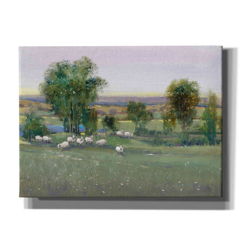 Image of 'Field of Sheep II' by Tim O'Toole, Canvas Wall Art