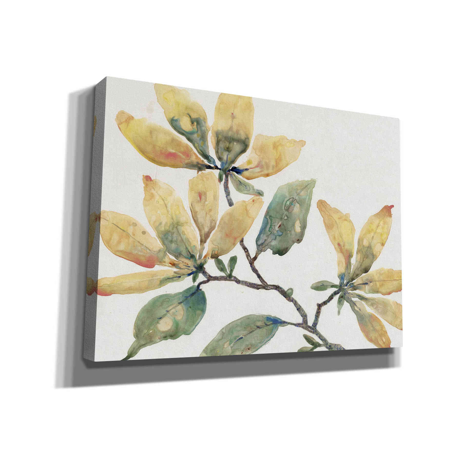 'Flowering Branch II' by Tim O'Toole, Canvas Wall Art
