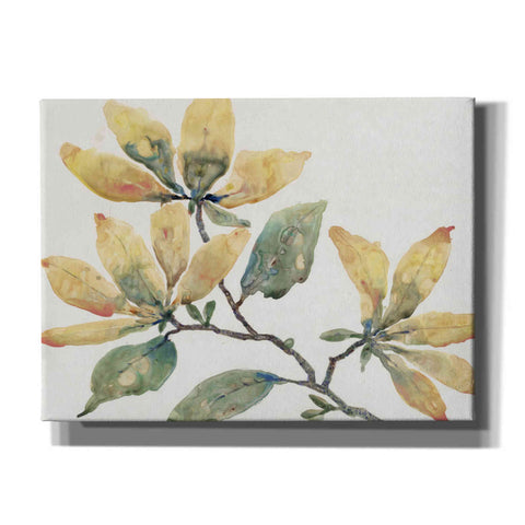 Image of 'Flowering Branch II' by Tim O'Toole, Canvas Wall Art