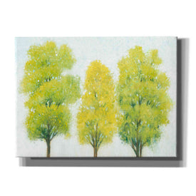 'Spring Eternal II' by Tim O'Toole, Canvas Wall Art