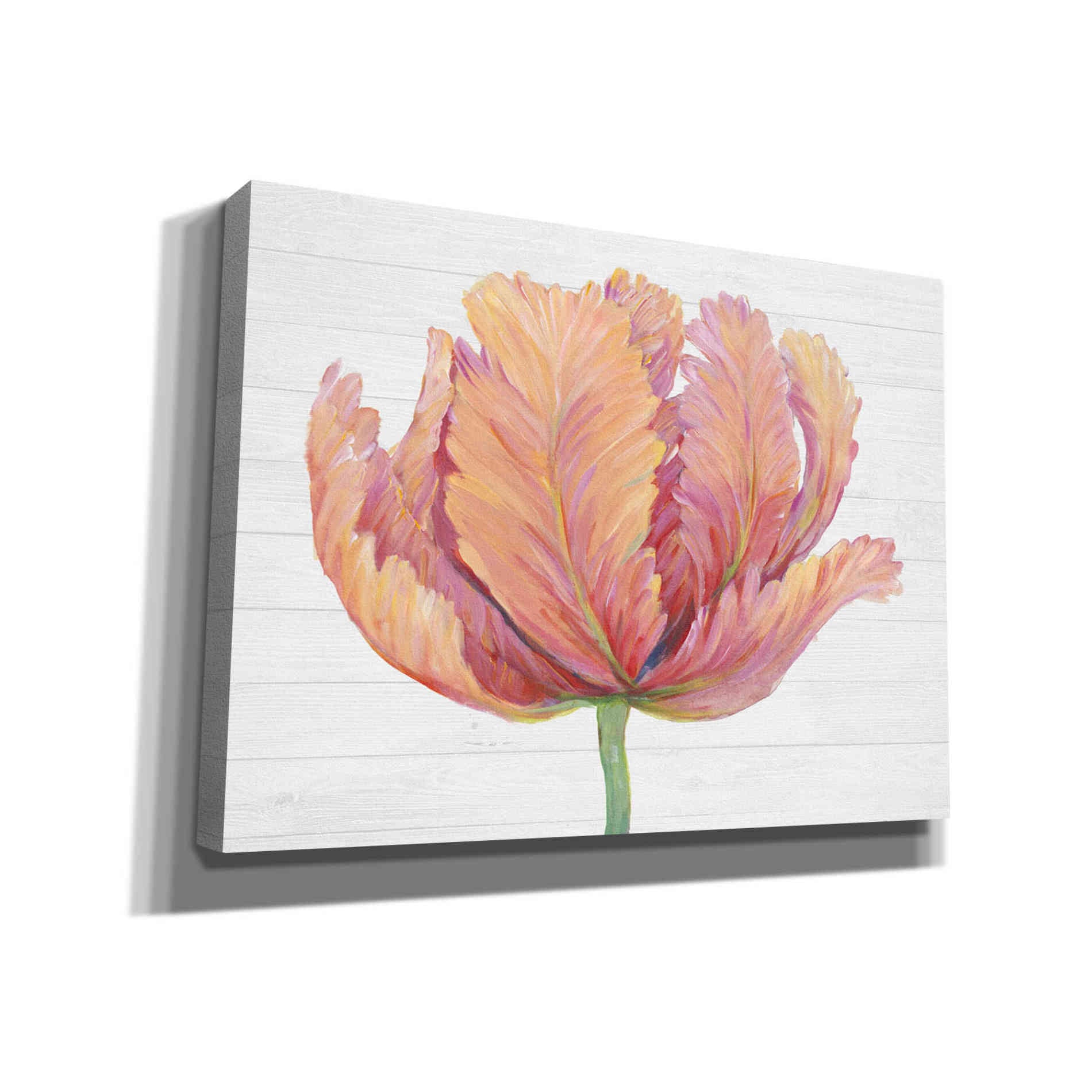 'Single Pink Bloom I' by Tim O'Toole, Canvas Wall Art