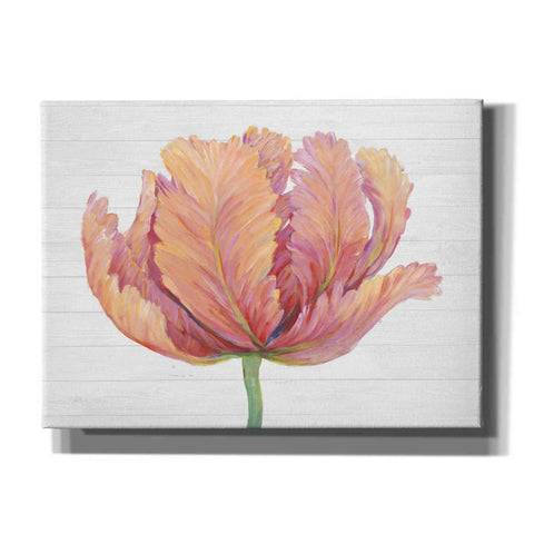 Image of 'Single Pink Bloom I' by Tim O'Toole, Canvas Wall Art