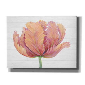 'Single Pink Bloom I' by Tim O'Toole, Canvas Wall Art