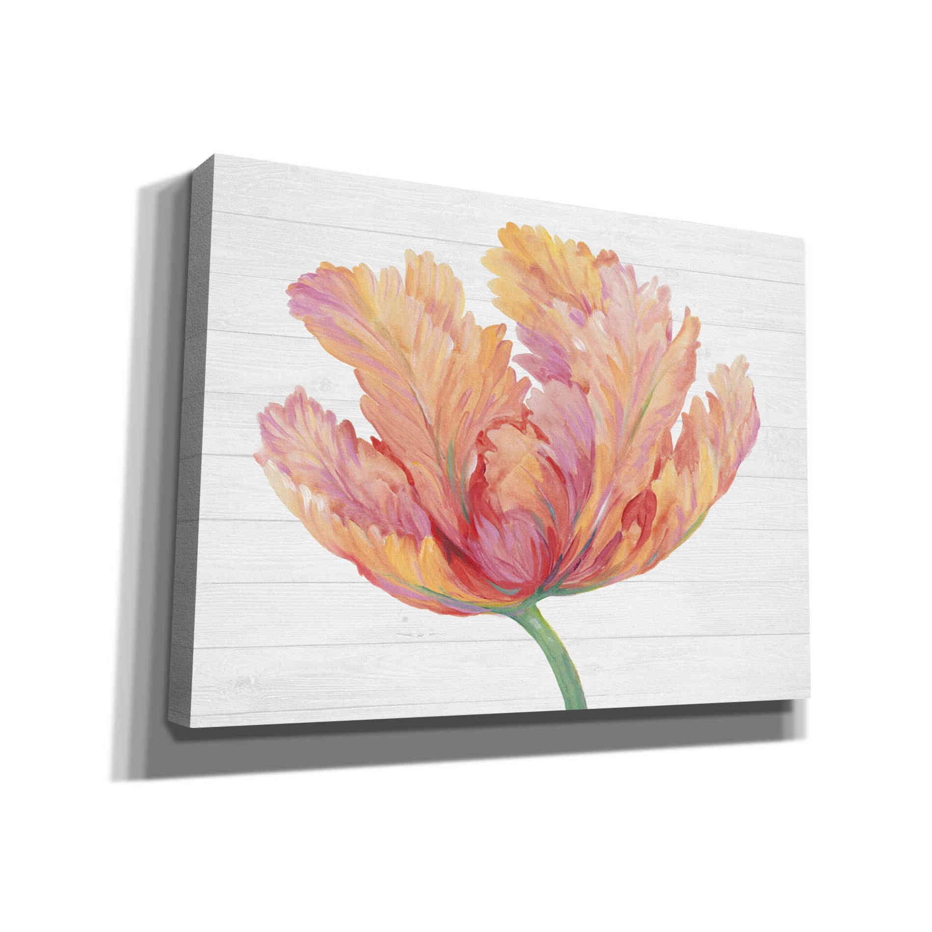 'Single Pink Bloom II' by Tim O'Toole, Canvas Wall Art