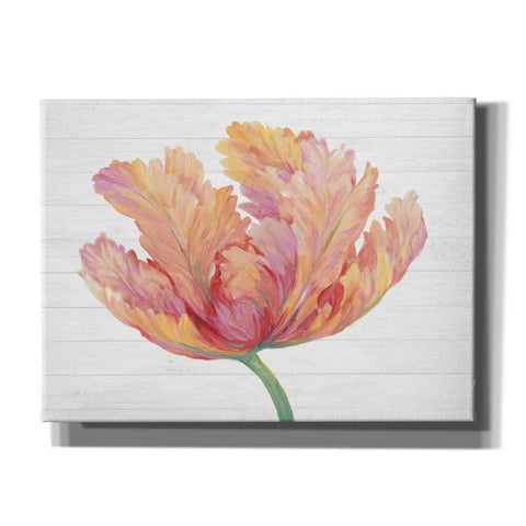 Image of 'Single Pink Bloom II' by Tim O'Toole, Canvas Wall Art