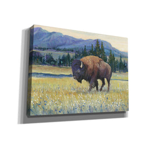'Animals of the West II' by Tim O'Toole, Canvas Wall Art