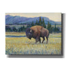 'Animals of the West II' by Tim O'Toole, Canvas Wall Art