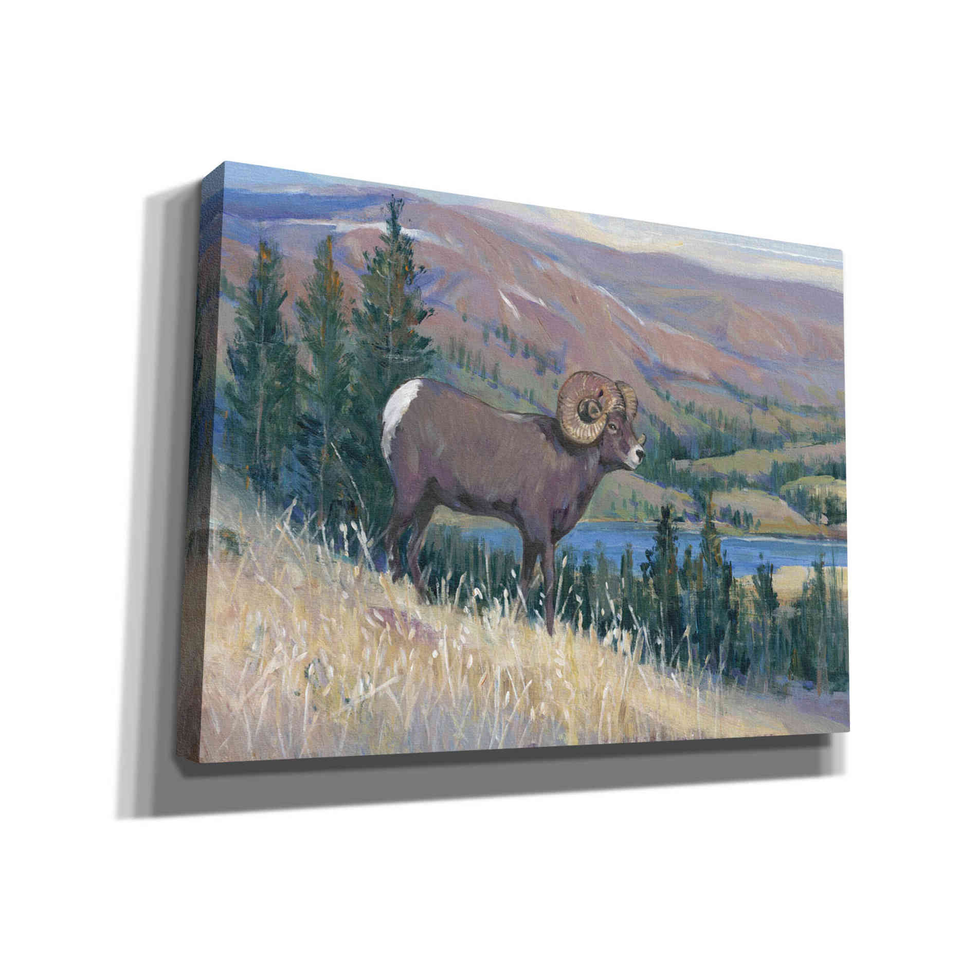 'Animals of the West III' by Tim O'Toole, Canvas Wall Art