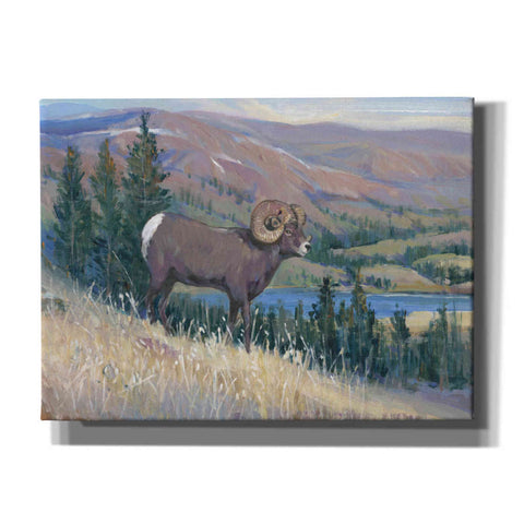 'Animals of the West III' by Tim O'Toole, Canvas Wall Art