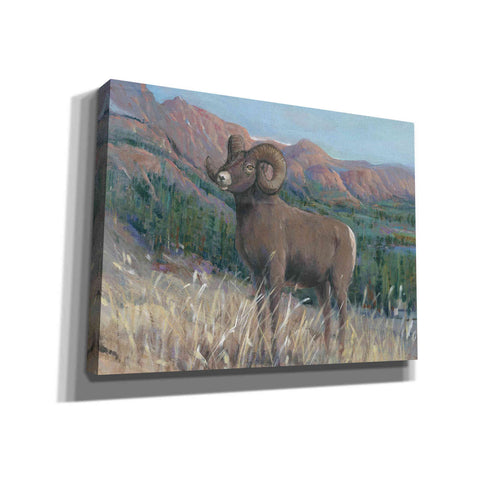 Image of 'Animals of the West IV' by Tim O'Toole, Canvas Wall Art