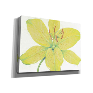 'Citron Tiger Lily I' by Tim O'Toole, Canvas Wall Art