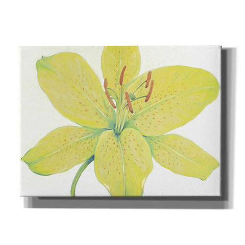 Image of 'Citron Tiger Lily I' by Tim O'Toole, Canvas Wall Art